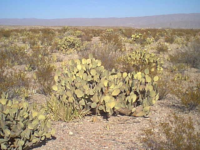 Click to Read the Travel Log "Cacti" Chapter
