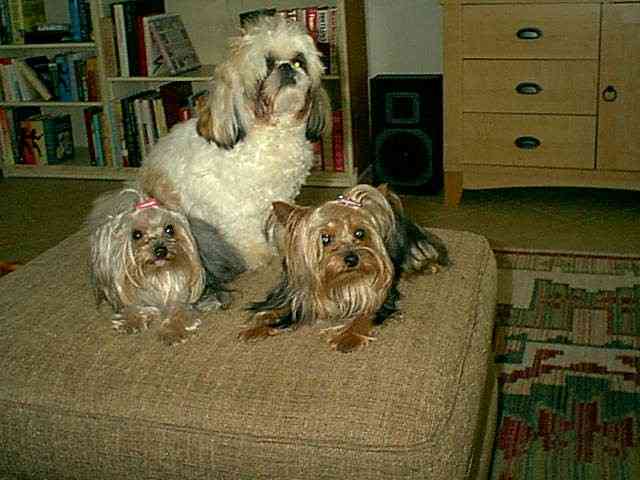 Moji is the Shih Tzu, the girls are toy Yorkies